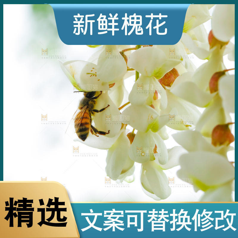 树上的新鲜槐花