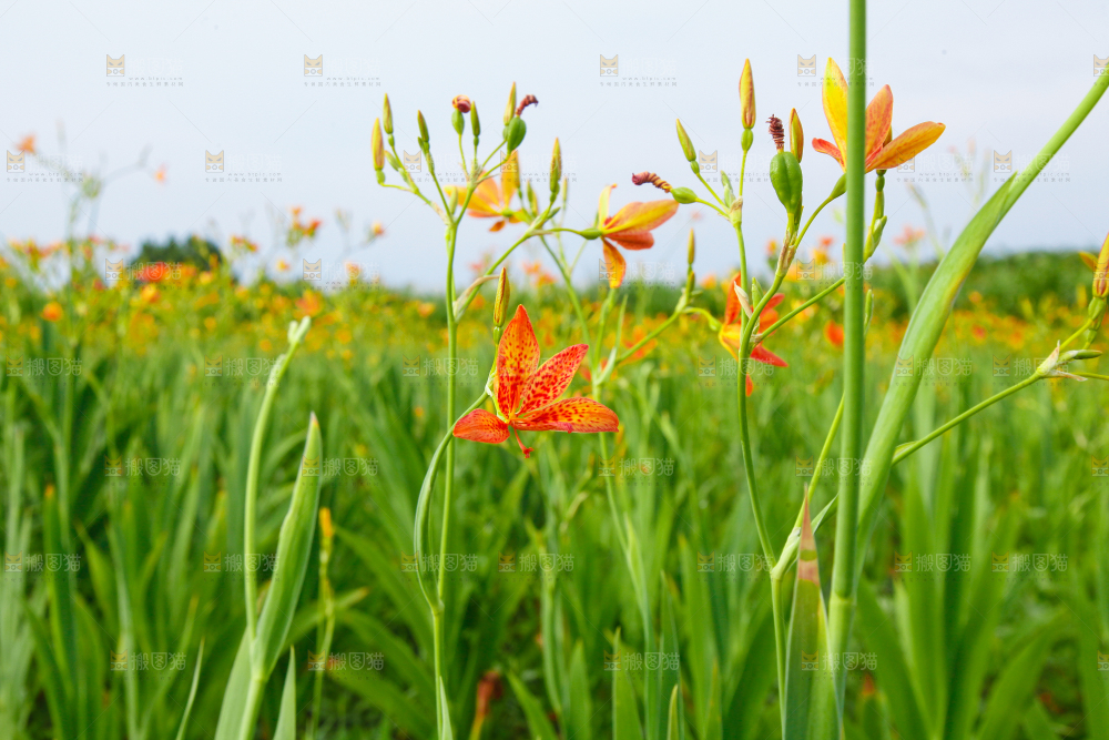 地里的新鲜黄花