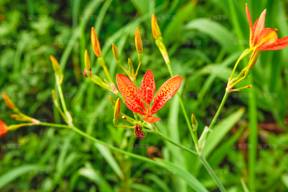 地里的新鲜黄花