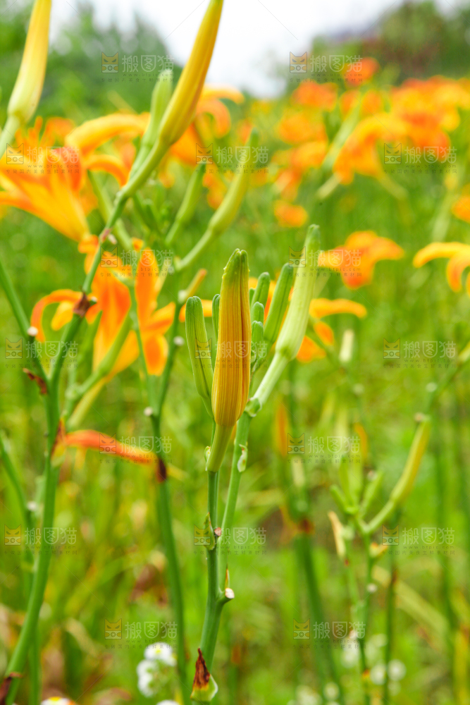 地里的新鲜黄花
