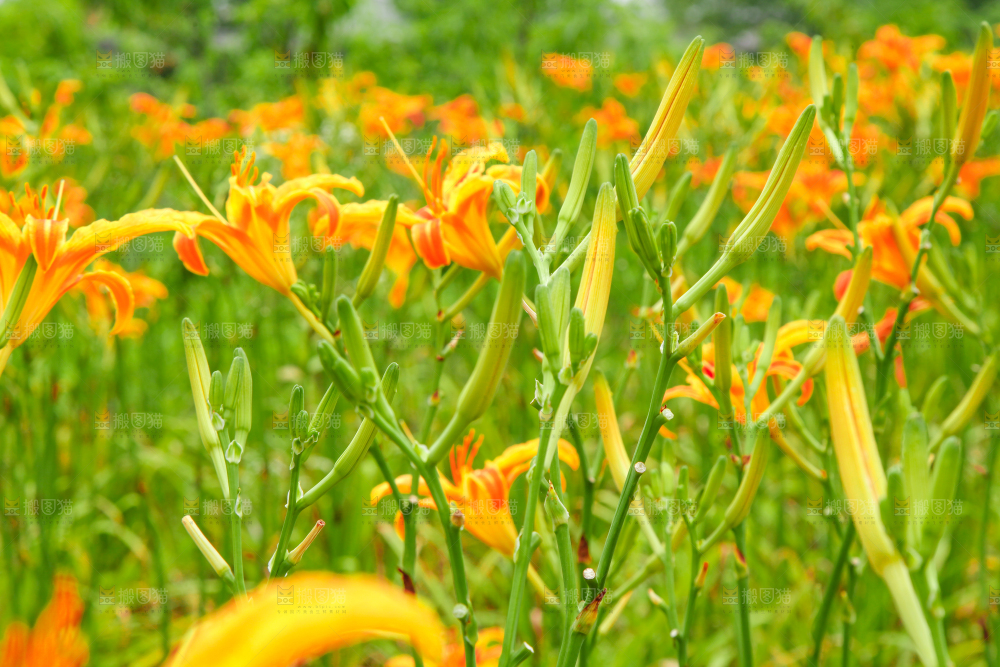 地里的新鲜黄花