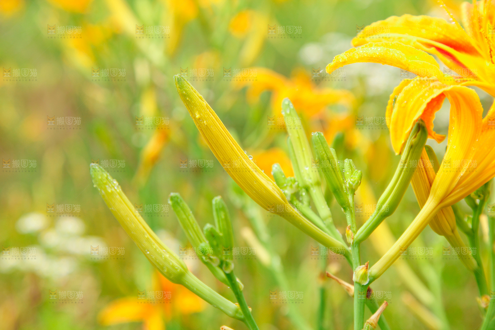 地里的新鲜黄花