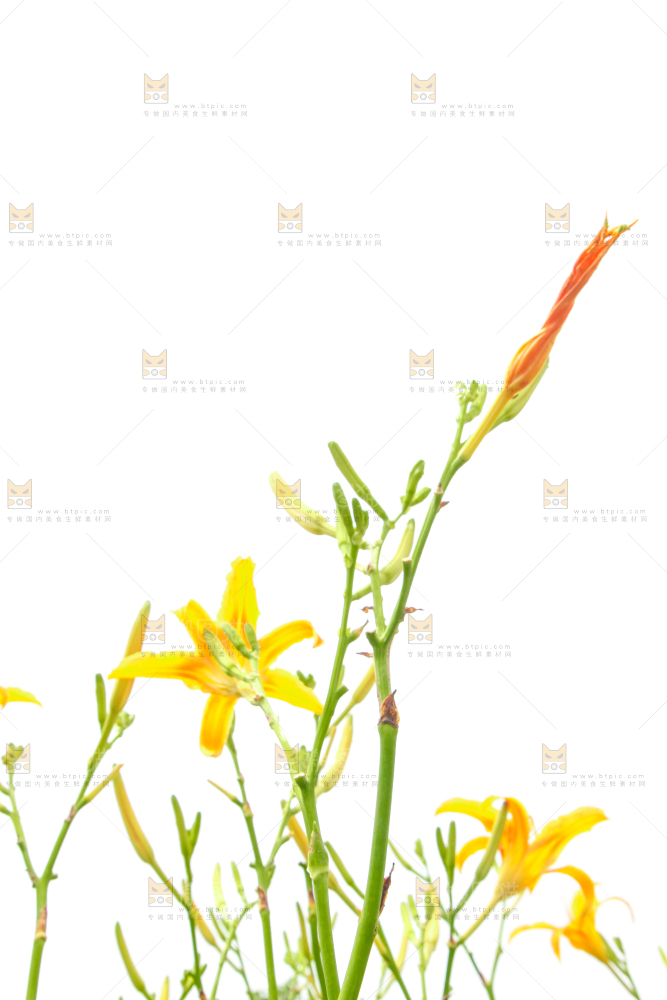 地里的新鲜黄花
