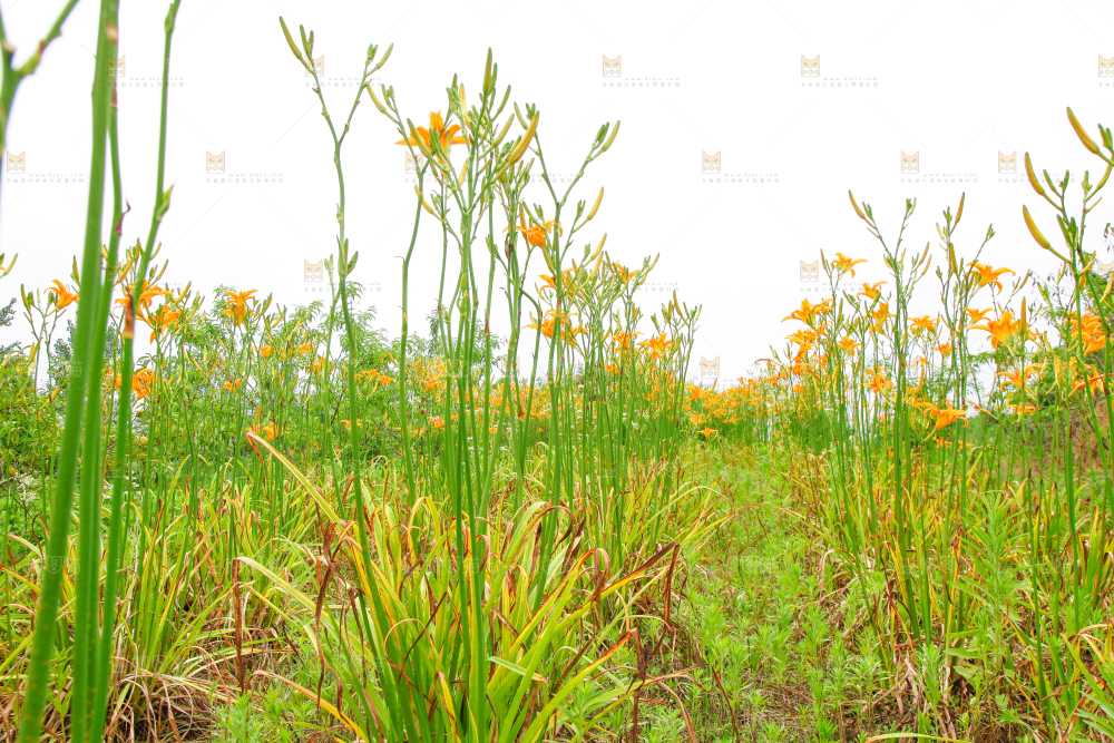 地里的新鲜黄花