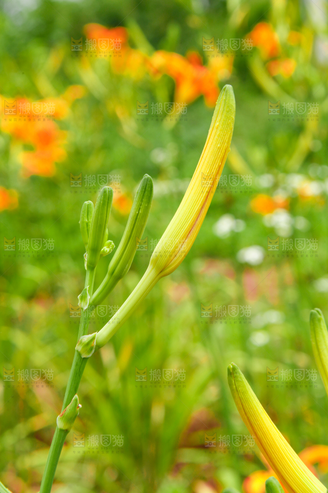 地里的新鲜黄花