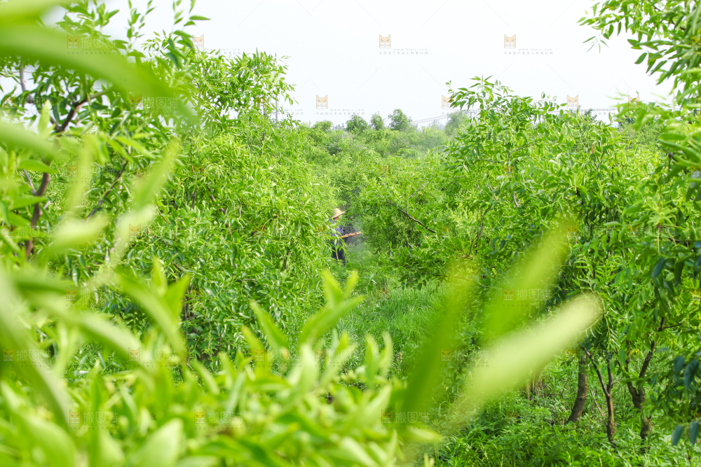 一大片枣树