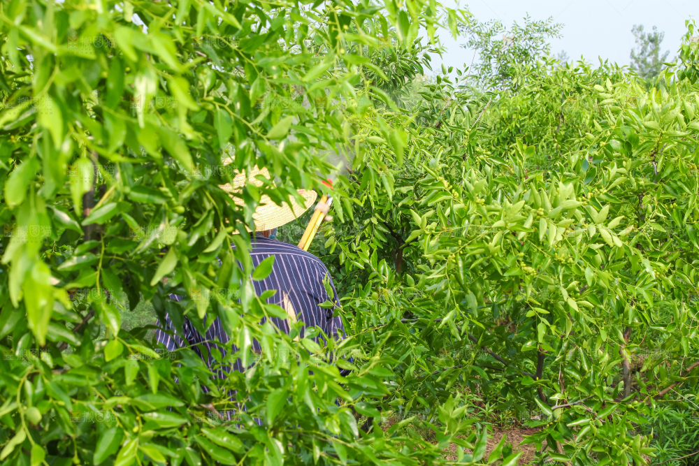 一大片枣树