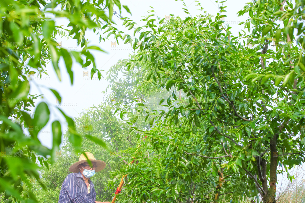一大片枣树
