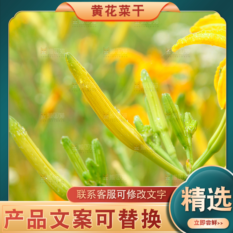 地里的新鲜黄花