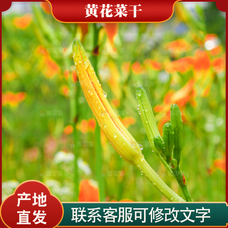 地里的新鲜黄花