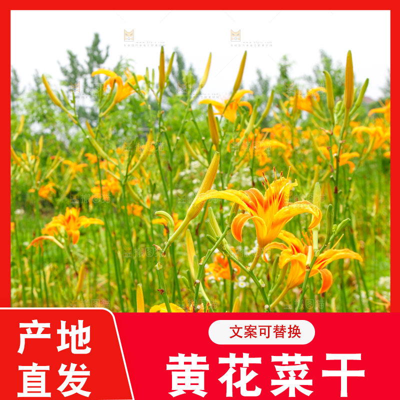 地里的新鲜黄花