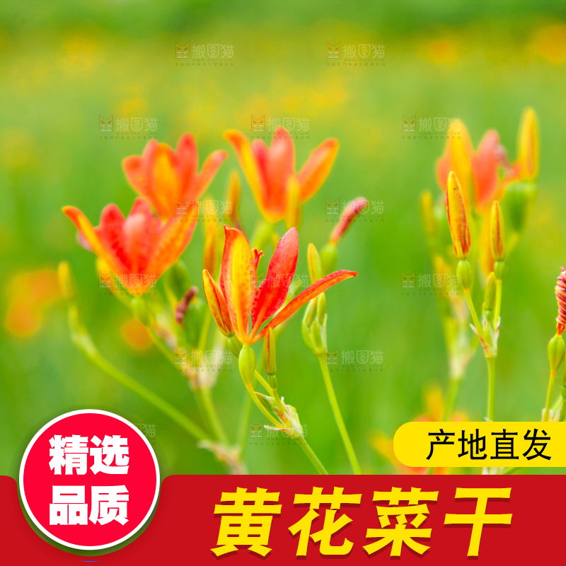 地里的新鲜黄花