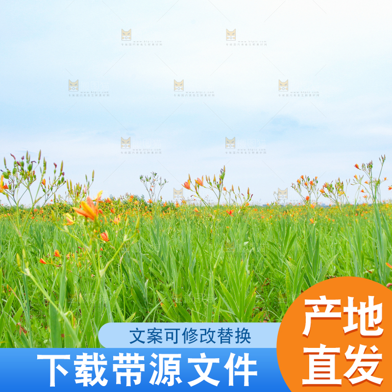 地里的新鲜黄花