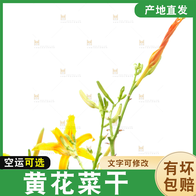 地里的新鲜黄花