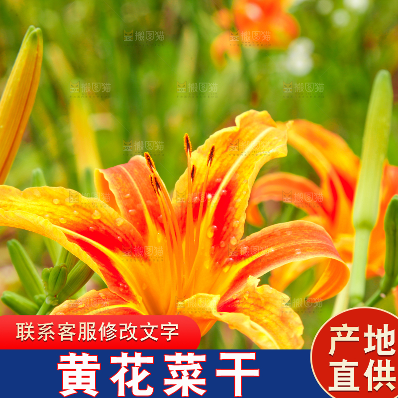地里的新鲜黄花