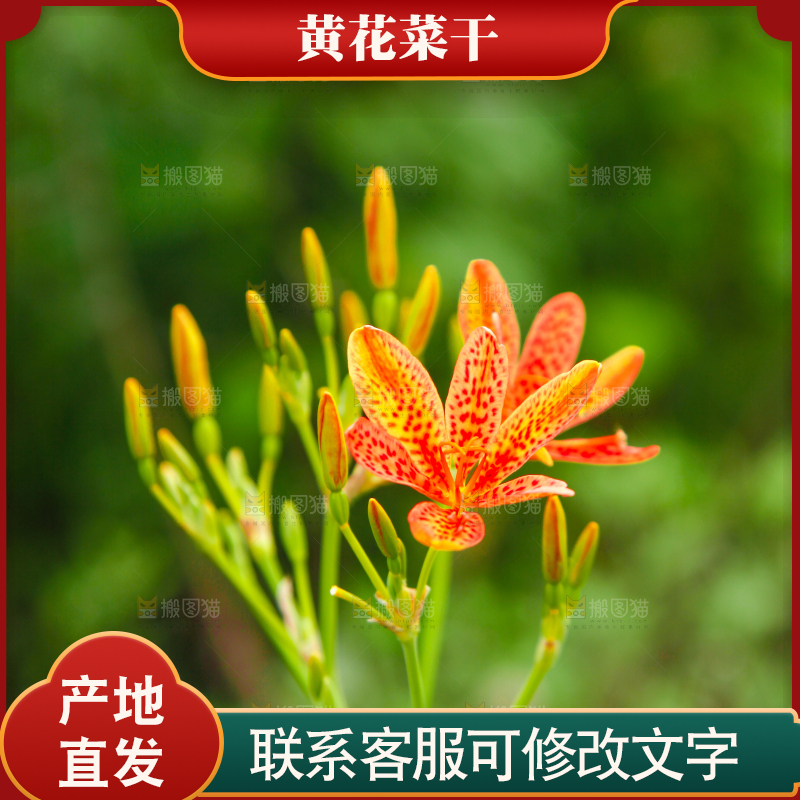 地里的新鲜黄花