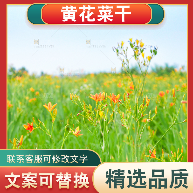地里的新鲜黄花