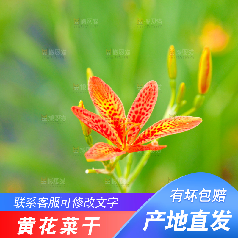 地里的新鲜黄花
