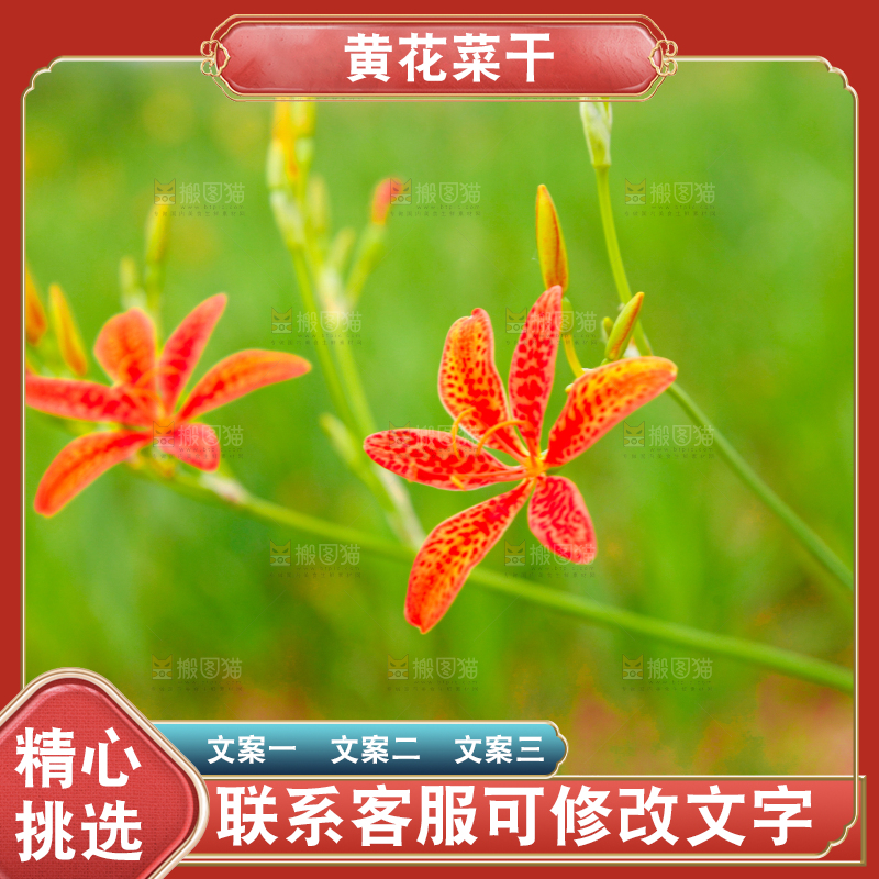 地里的新鲜黄花