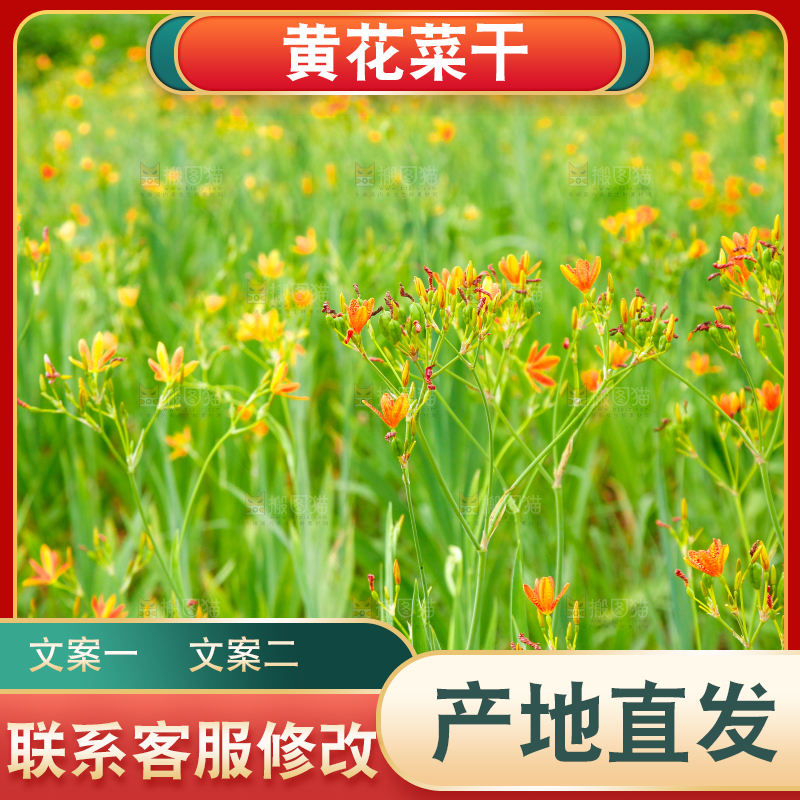 地里的新鲜黄花