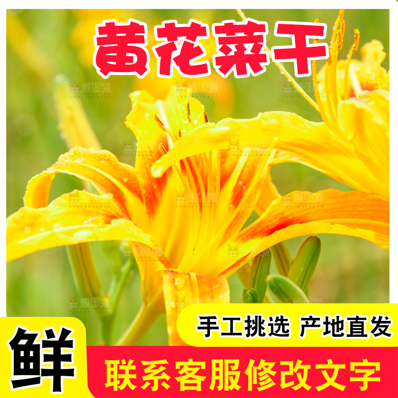 地里的新鲜黄花