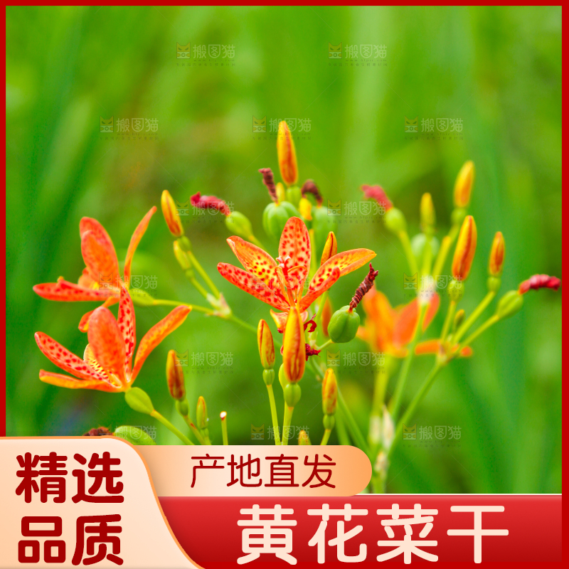 地里的新鲜黄花