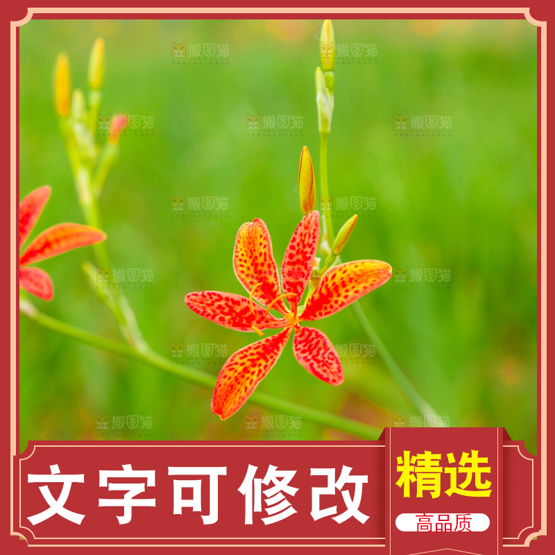 地里的新鲜黄花