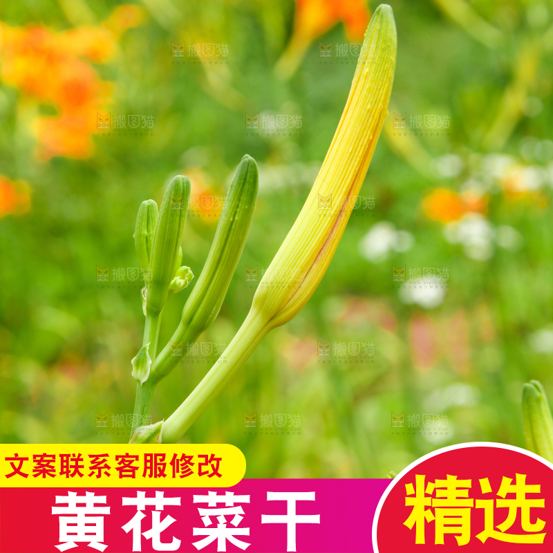 地里的新鲜黄花