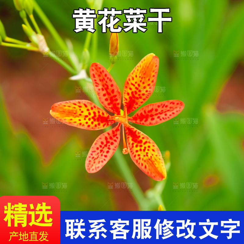 地里的新鲜黄花