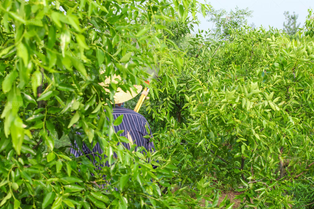 大片枣树
