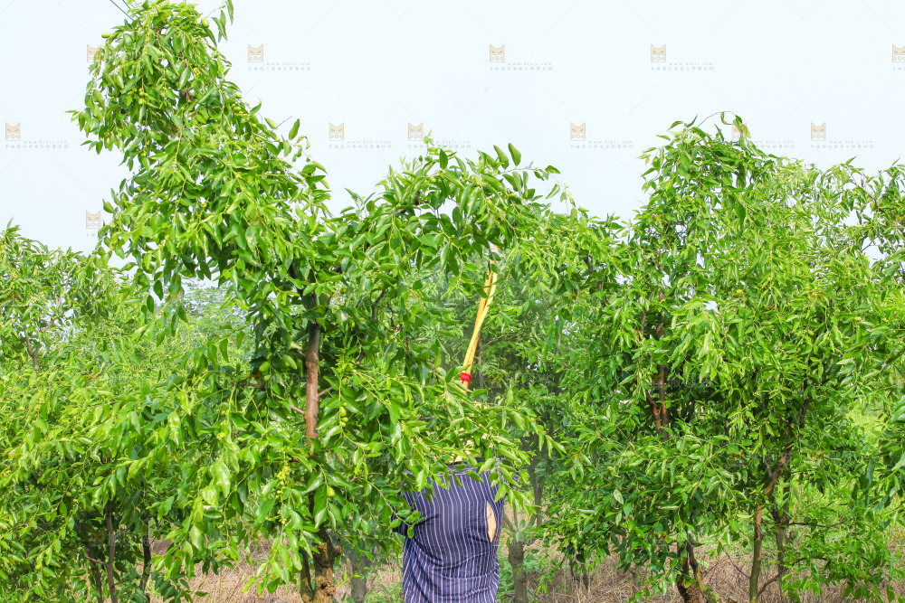 枣子种植