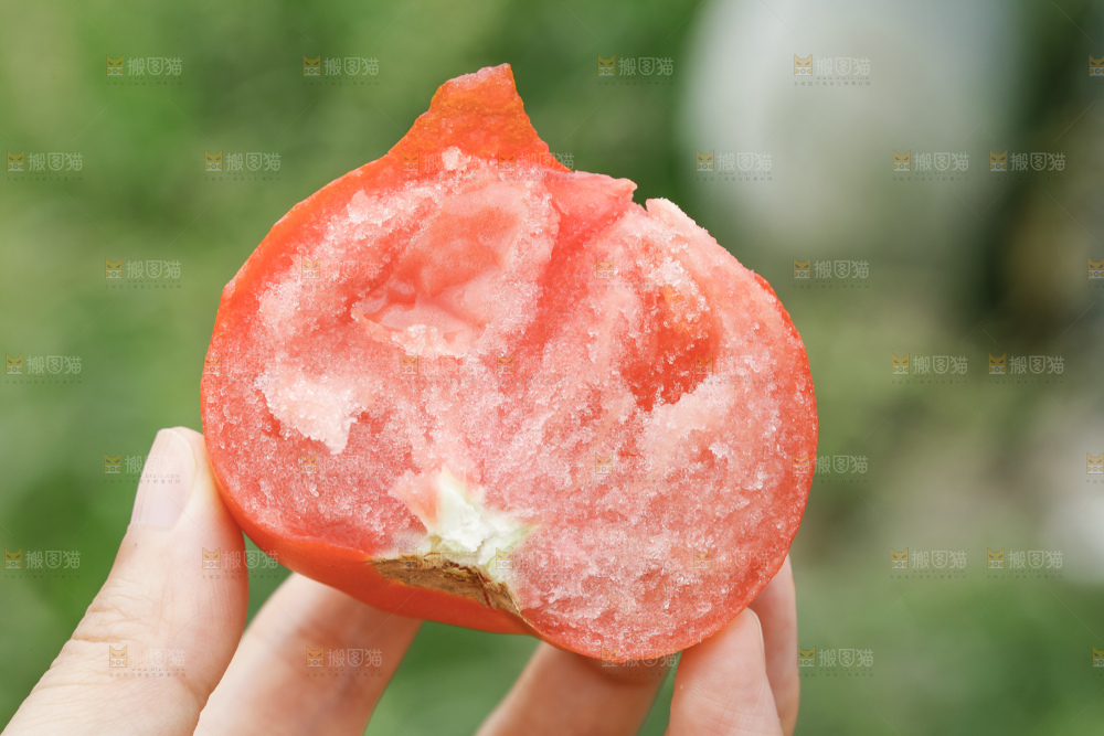 手里拿着普罗旺斯西红柿