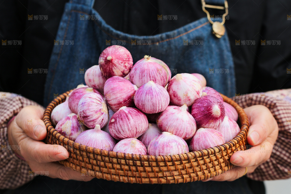 手里拿着紫皮独头蒜