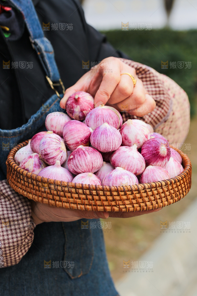 手里拿着紫皮独头蒜