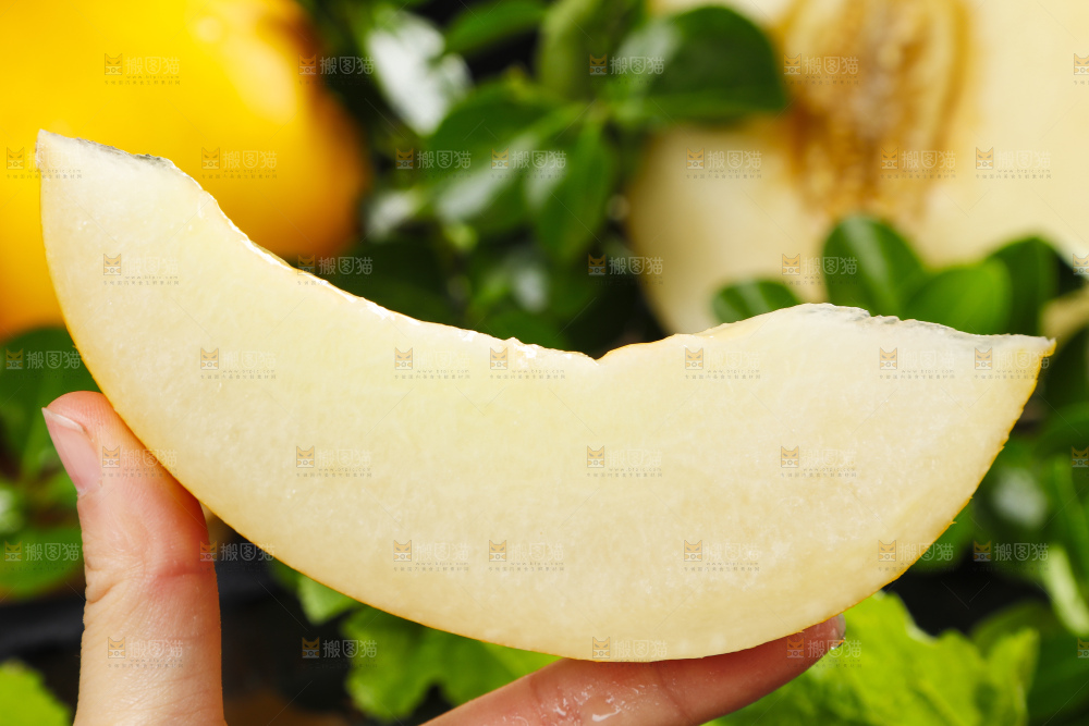 深底上的黄河蜜瓜