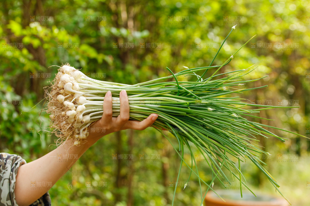 手里拿着新鲜野葱