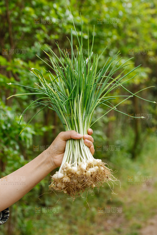 手里拿着新鲜野葱
