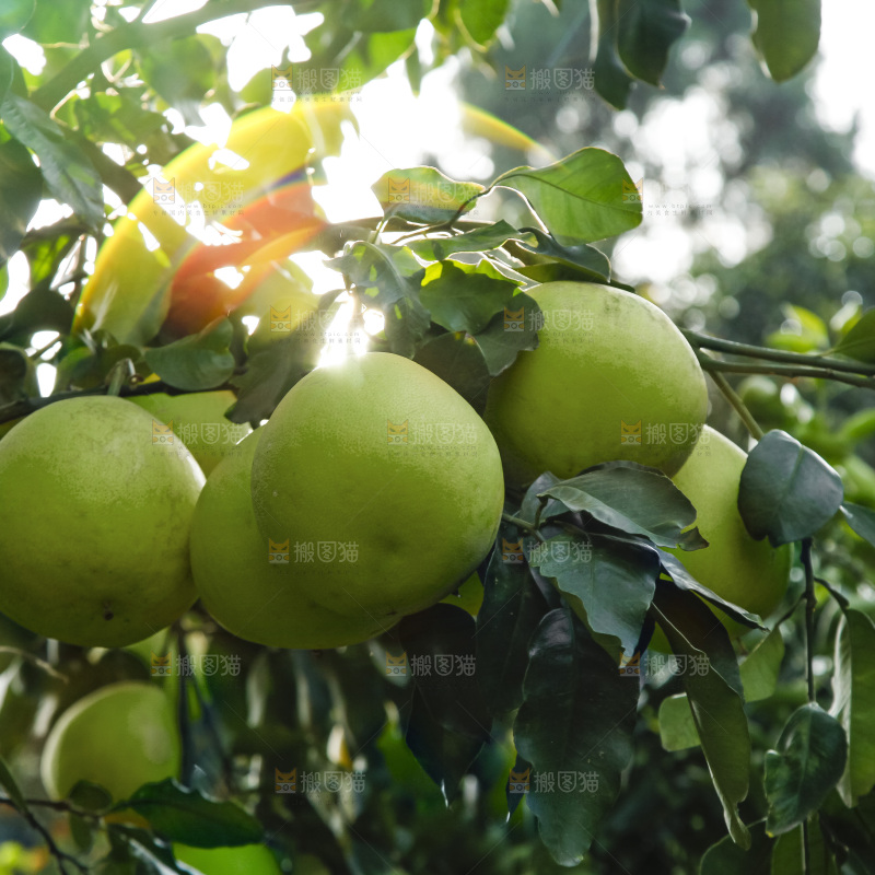树上的青柚