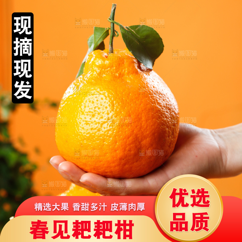 深底上的春见耙耙柑