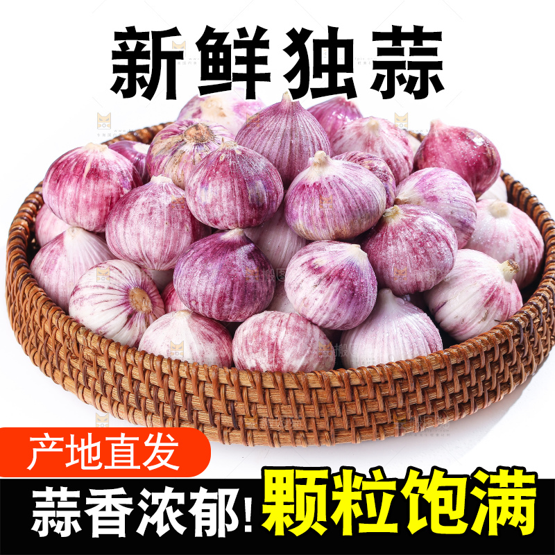 白底上的紫皮独头蒜