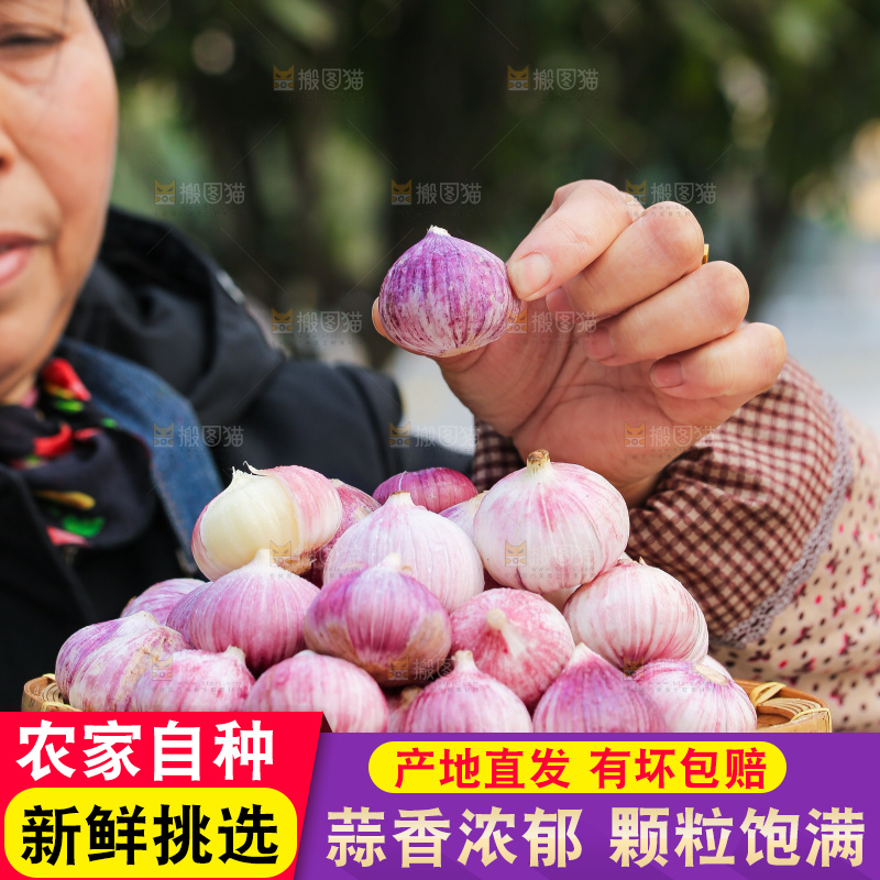手里拿着紫皮独头蒜
