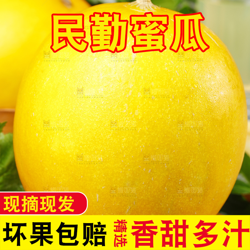 浅底上的黄河蜜瓜