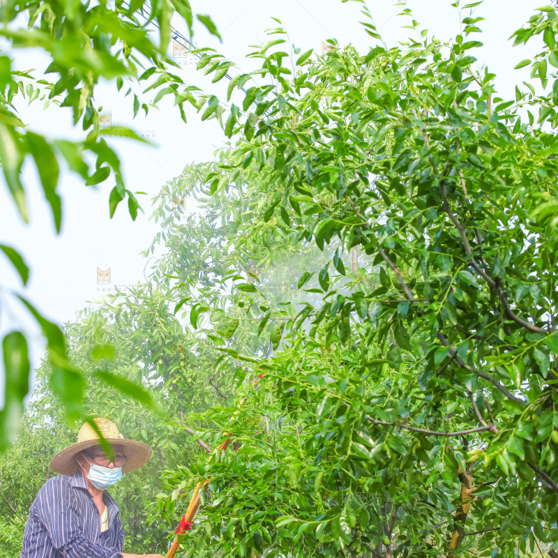 大片枣树