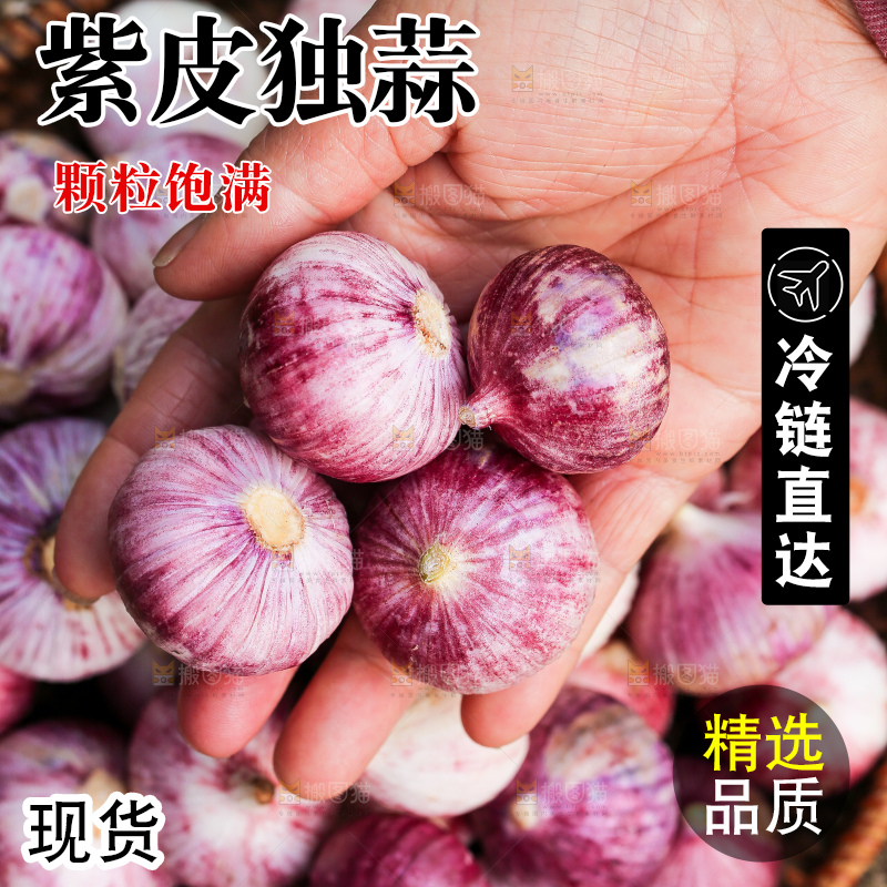 手里拿着紫皮独头蒜