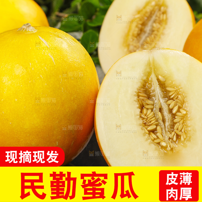 深底上的黄河蜜瓜