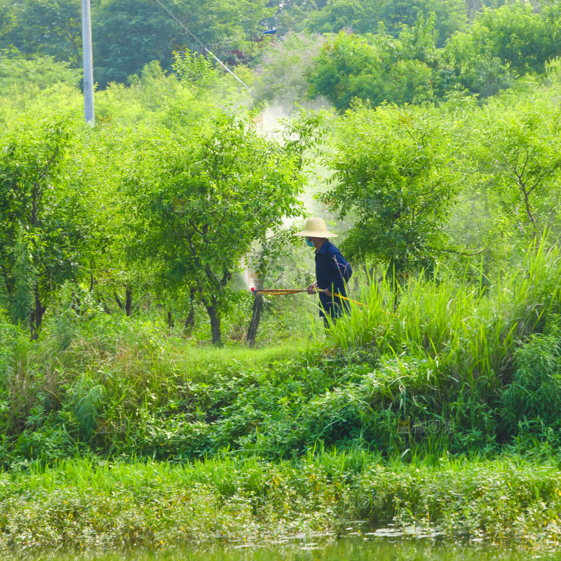 大片枣树