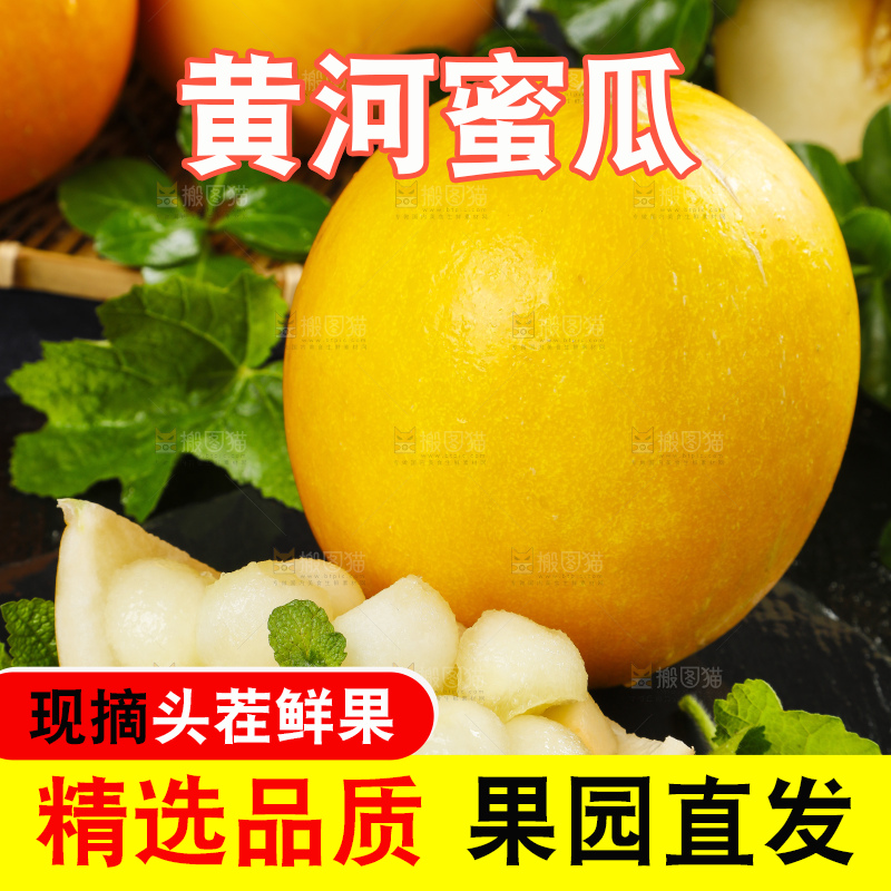 深底上的黄河蜜瓜