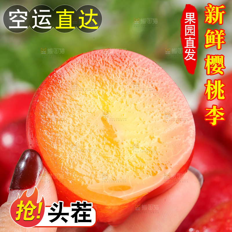 浅底上的樱桃李