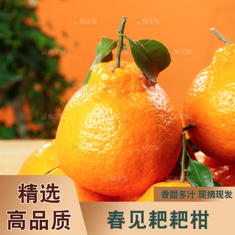 深底上的春见耙耙柑