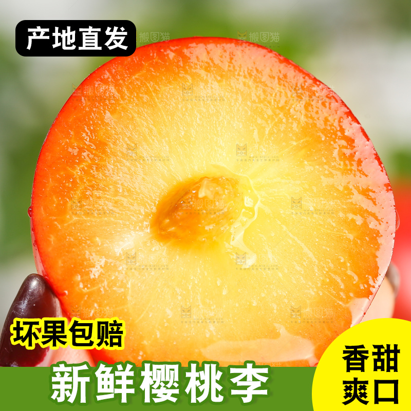 浅底上的樱桃李